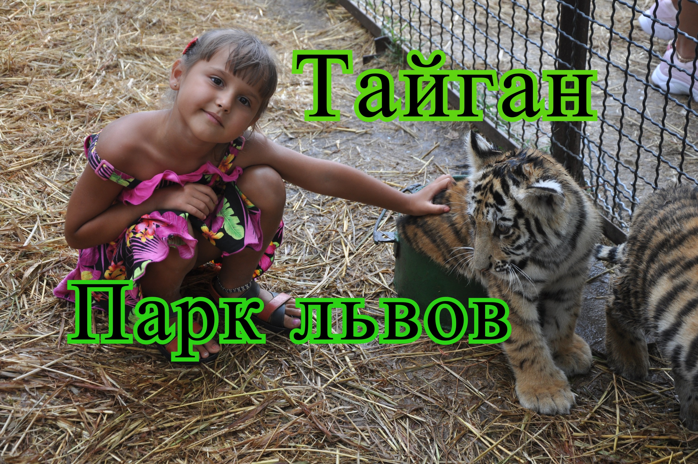 Парк львов Тайган. В клетке с тигрятами. Крым.