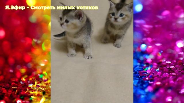 бесплатно смешные видео приколы про животных, прикол про животных видео ржака, видео новинки про жив