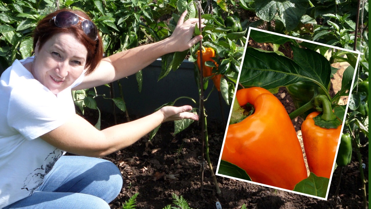 Перец сладкий. Семена. 2020 год. 