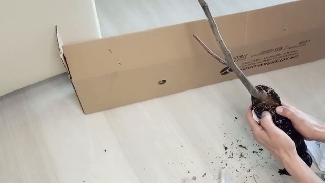 Отзыв клиента Агромаркет24!Вторая весенняя посылка!.mp4