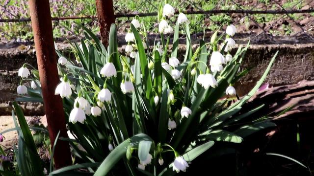 Первая весенняя красота моего сада