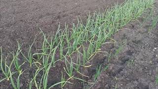 31. ОБЗОР МОЕГО ОГОРОДА ПОСЛЕ ЗИМЫ