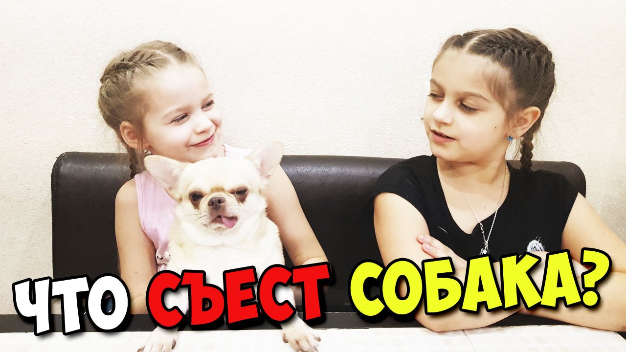 Что съест собака?