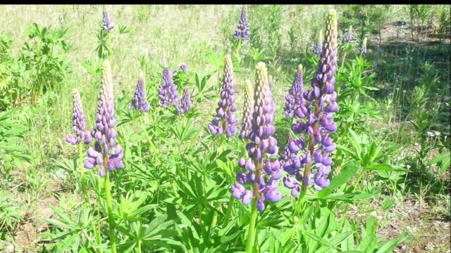 "В РАЗГАР ДАЧНОГО СЕЗОНА"... (Фото Ольги РЕПИЩНОЙ (Архангельск), музыка Сергея ЧЕКАЛИНА)