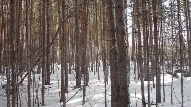Ориентирование в тайге, квартальная просека