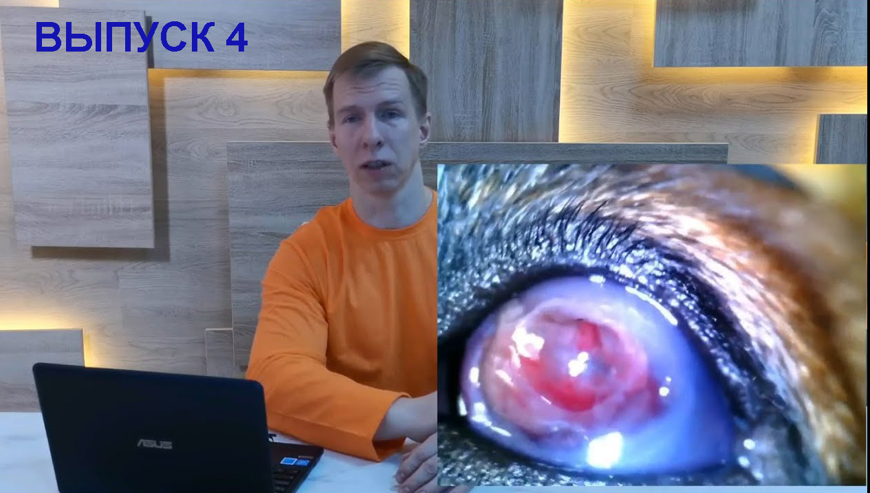 Другая офтальмология. Выпуск 4. Фармакотерапия в ветеринарной офтальмологии