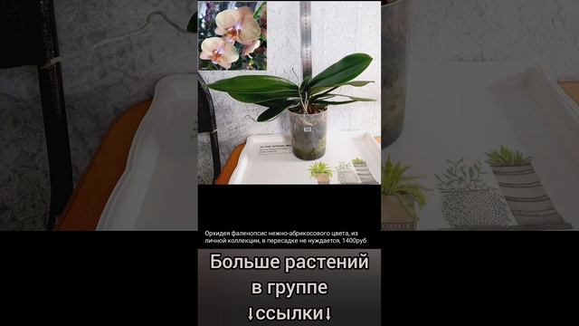 20.04.24 #Растения почтой🌿Липецк🌸Эпипремнумы🌿Рипсалис🌸Орхидеи🌿Сингониум🌸 #цветы #растения