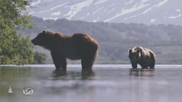 Экотуризм в стране медведей, Камчатский край