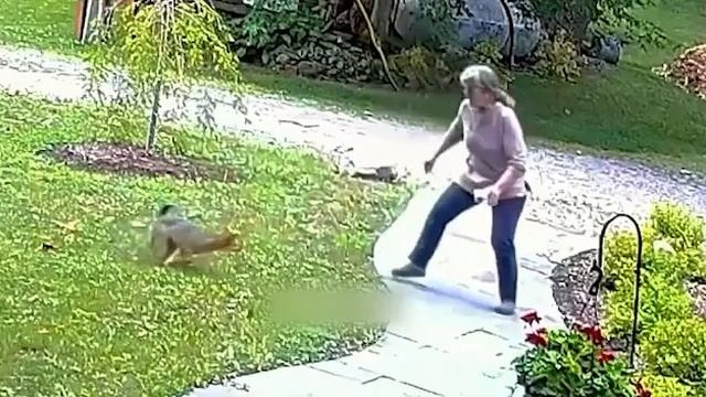 Нападение бешеной лисы на людей.mp4