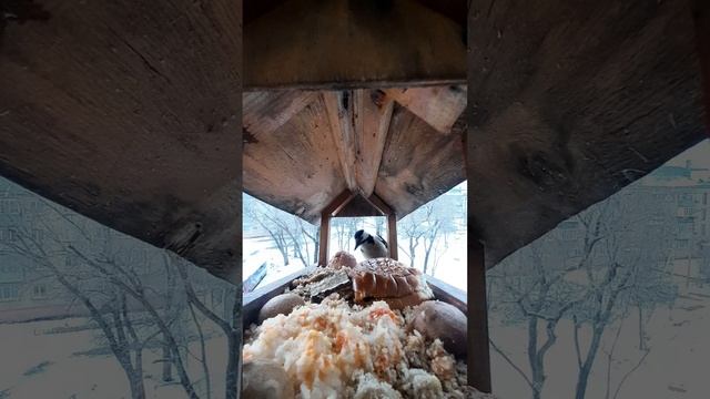 YouCut_20231204_160153380.mp4Дятел в кормушке.04.12.2023г.