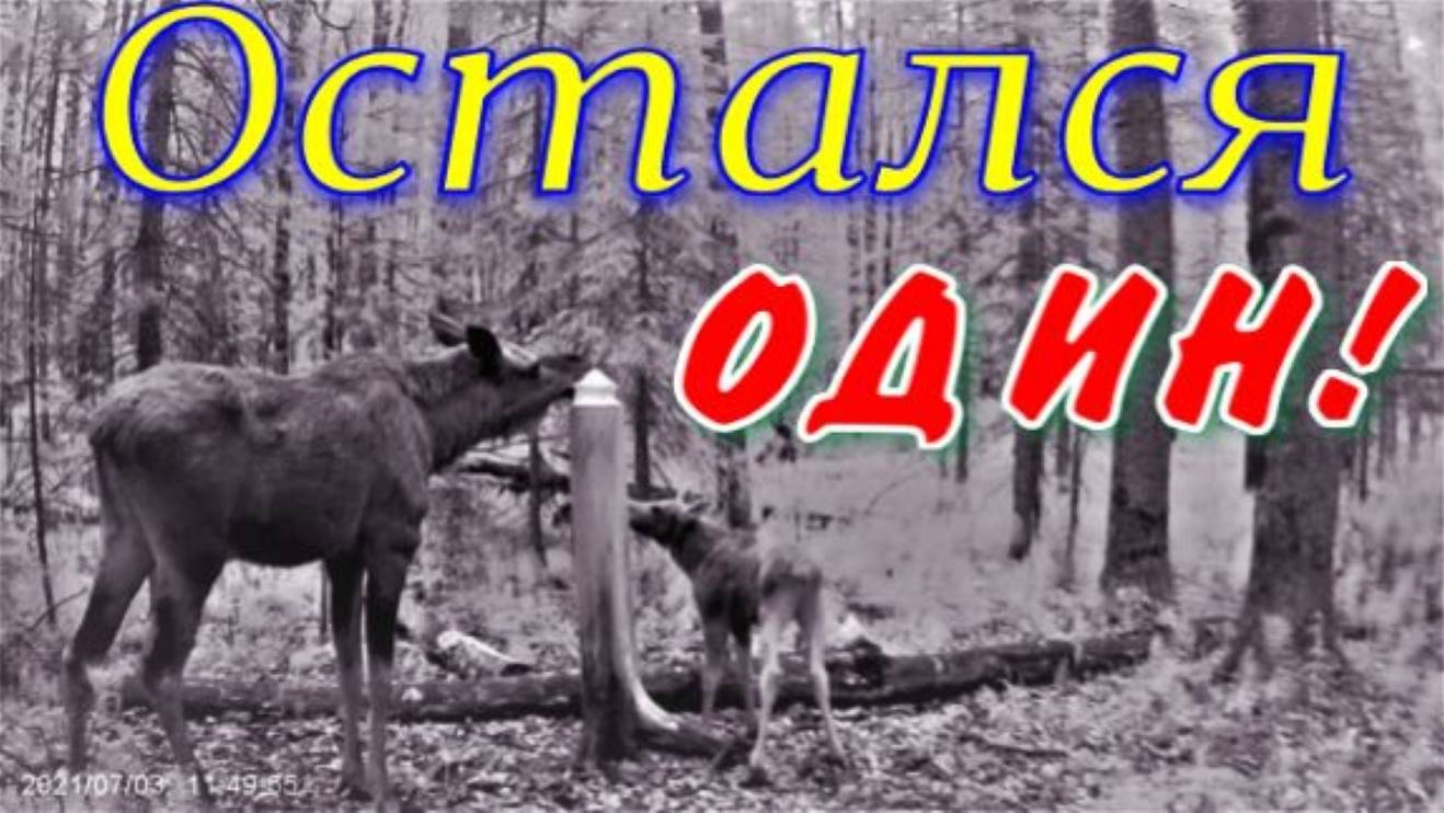 Один телёнок пропал возможно поймал медведь Медвежонок пытался разгрызть фотоловушку жара оводы