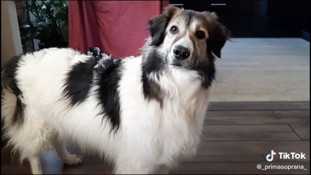 разговор с Чайной 1 Любимица семьи.