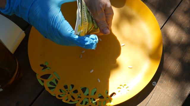 РАССАДА НЕ НУЖНА?