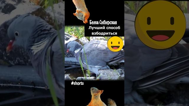 Вяхирь плещет воду