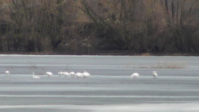 Лебеди обзор, наблюдение птиц в Новгородской области, Ушерско, 23 марта 2024