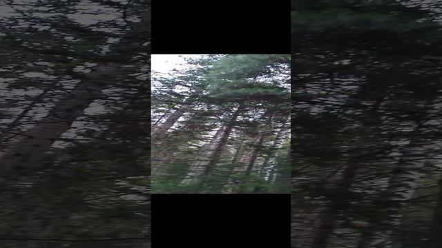 очередная попытка вмешательства #лес #пейзаж #природа #дерево #подпишись 
#обзор #bbc #shorts