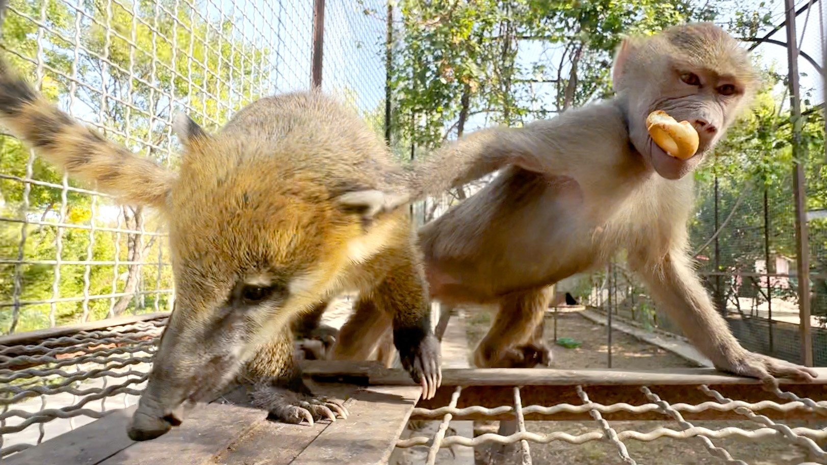 Люся Влада увидала, все вкусняшки побросала, носух разогнала и к папе убежала! Гамадрилы Тайгана