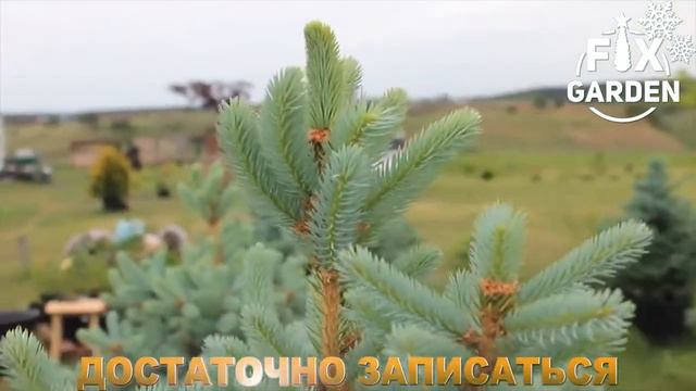 FixGarden предлагает живые новогодние ели