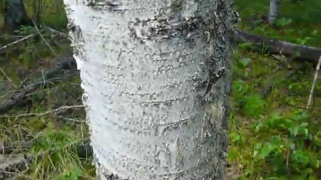 Ориентирование в елово-березовом лесу (продолжение) 37