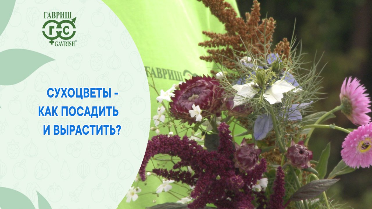 Выращивайте сухоцветы
