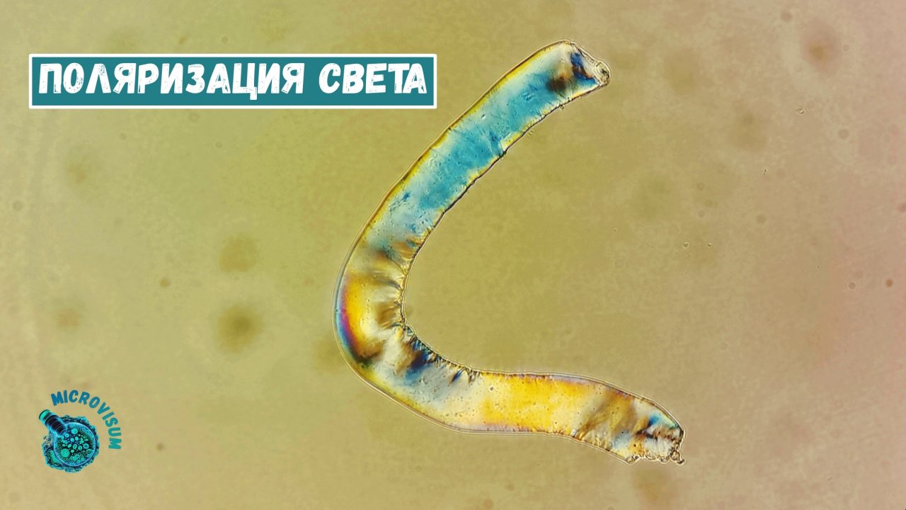 Красивый эффект поляризации света на фрагменте водоросли