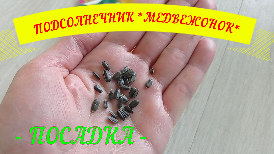 ПОДСОЛНЕЧНИК *МЕДВЕЖОНОК*.ПОСАДКА#посадка#подсолнечник#межвежонок#подсолнечникпосадка#желтыецветы#