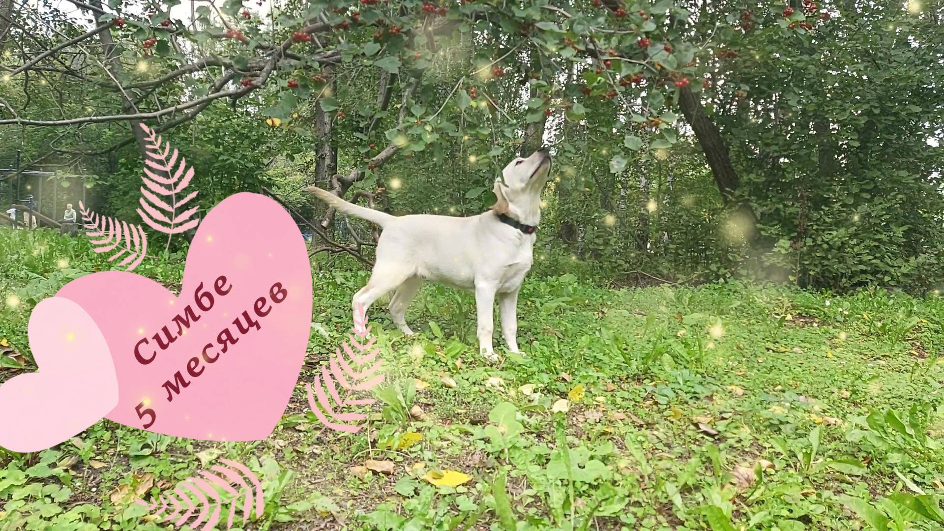 Симбе 5 месяцев 05.09.24