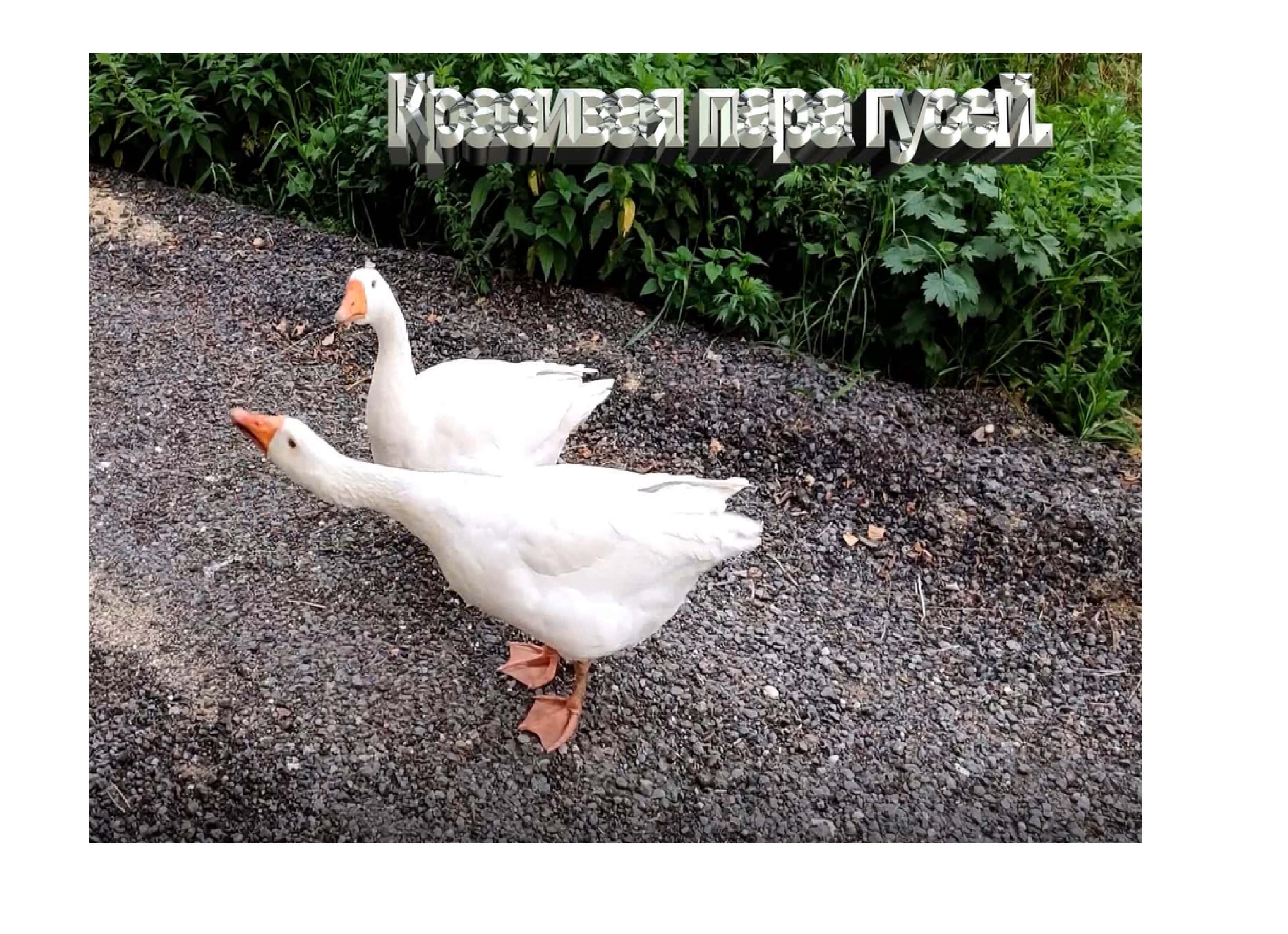 Гуси - бесстрашные и боевые птицы. Домашние животные в деревне. Деревенские будни.