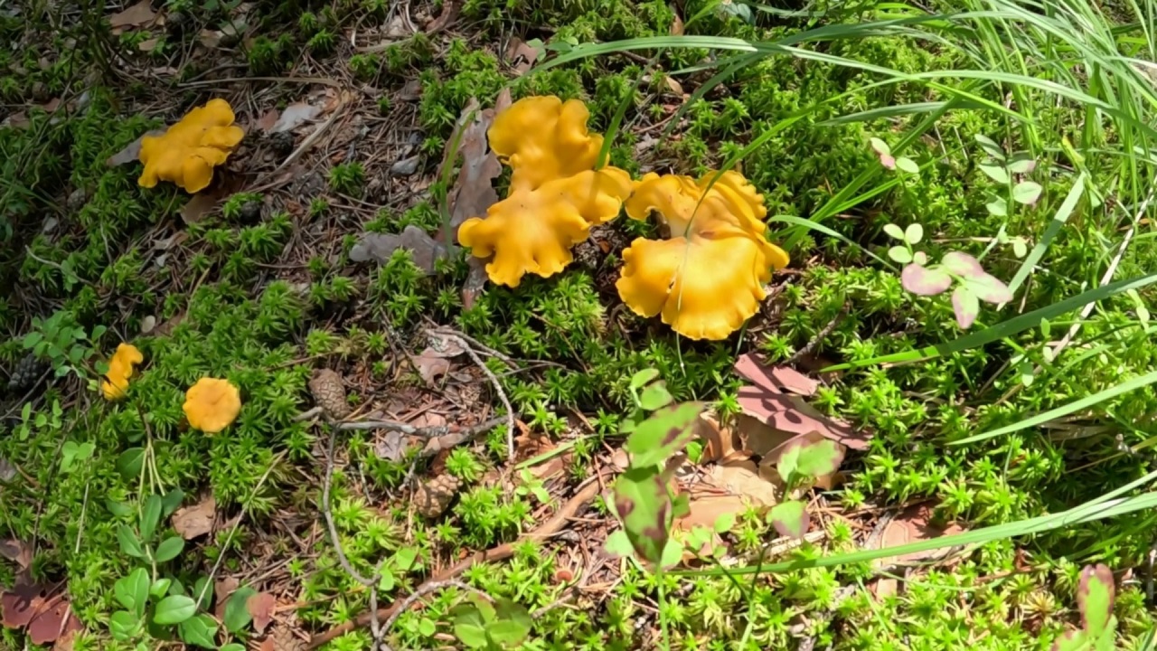 Летние лисички и сыроежки. Начало июля 2023 года