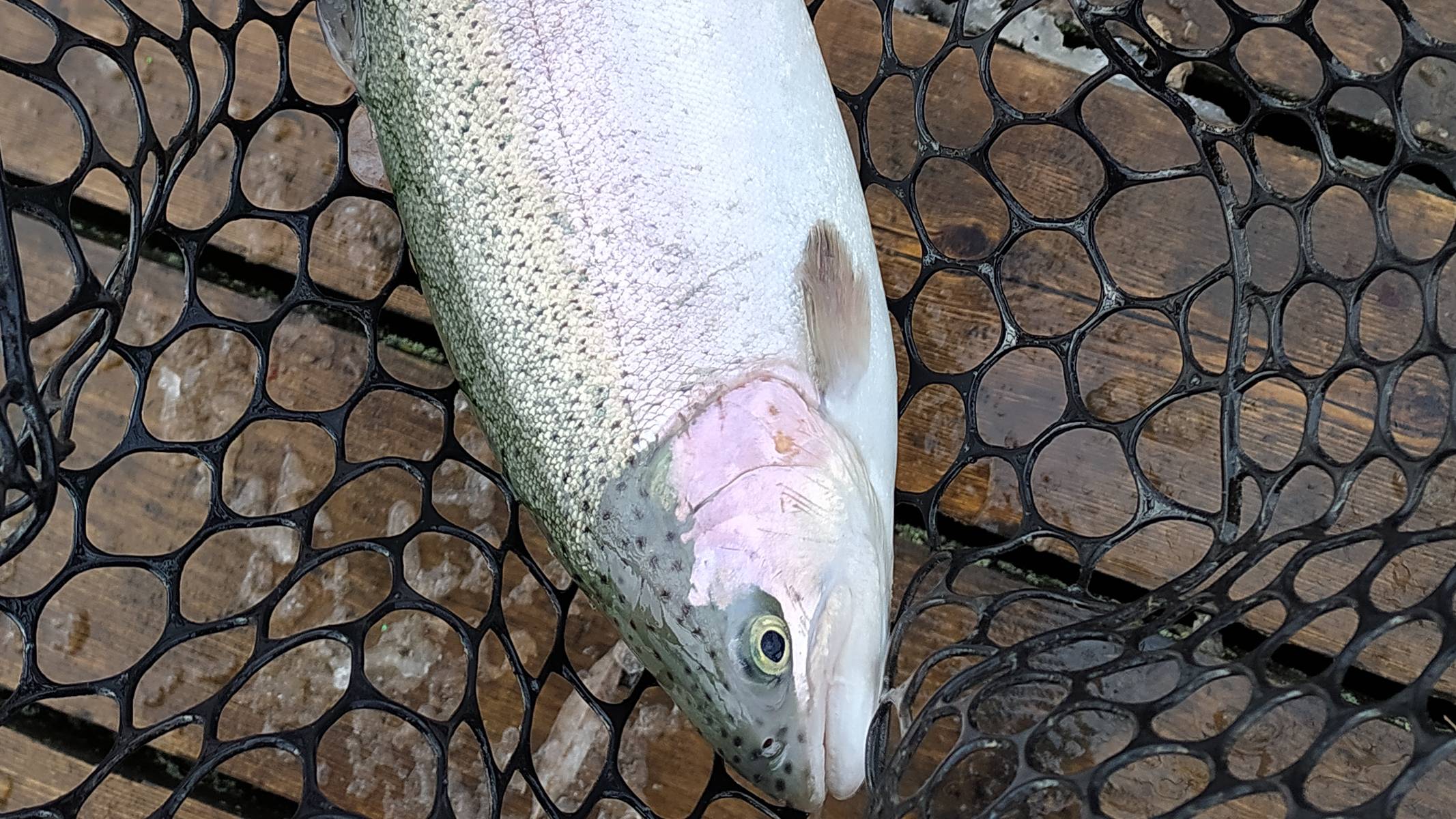 FISHERIX. Очень трудовая рыбалка 12 апреля 2024 года.