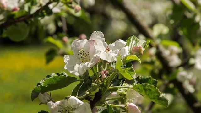 А. Бородин. Опера "КНЯЗЬ ИГОРЬ" (Хор половецких девушек).mp4