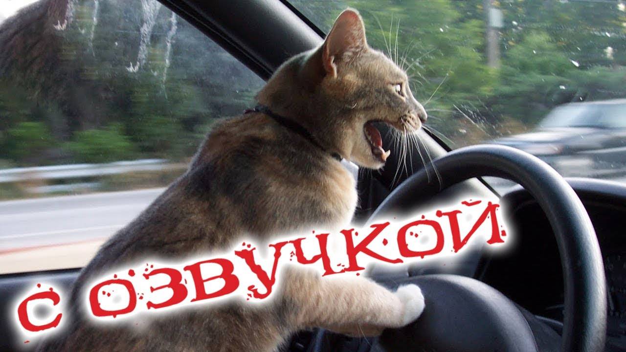 Приколы с котами! Смешные коты! С ОЗВУЧКОЙ! СМЕШНЫЕ ЖИВОТНЫЕ 2024! Тест на психику!