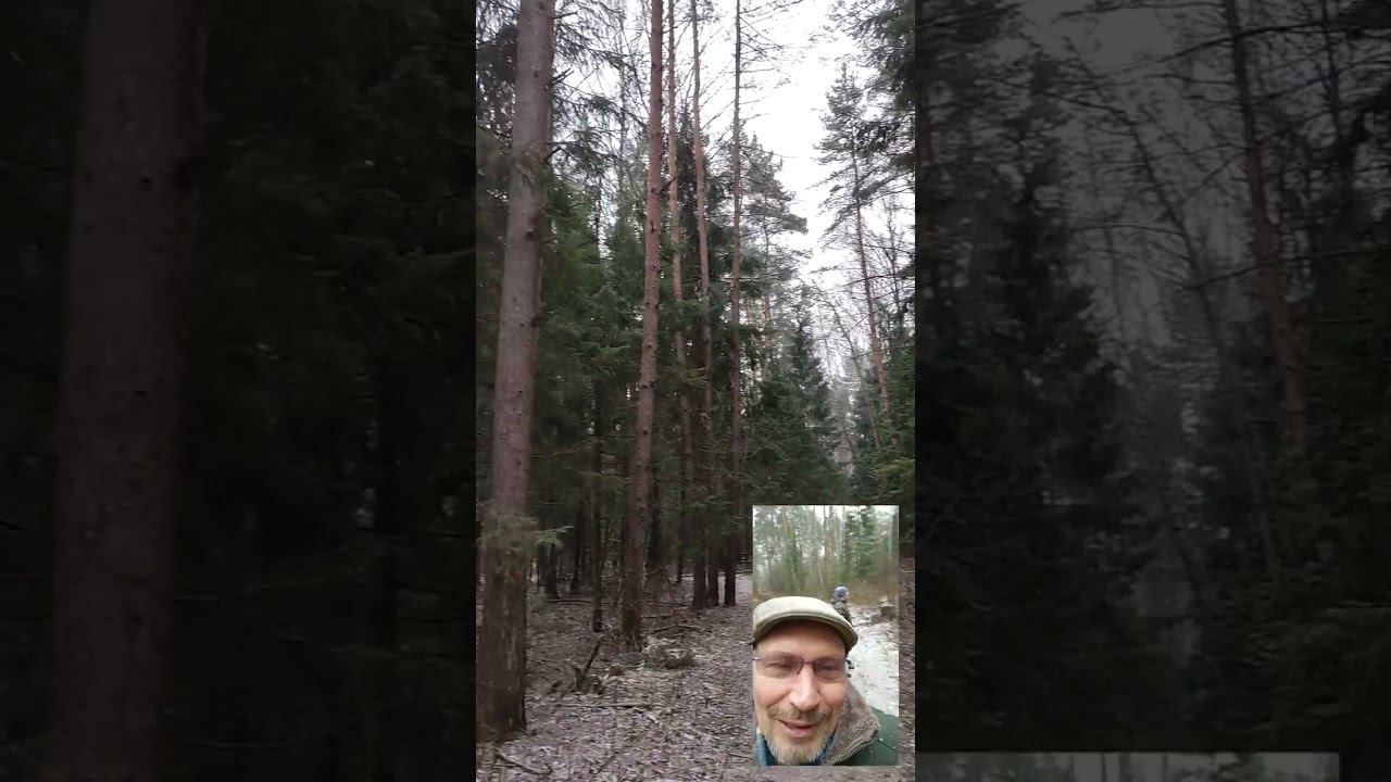 Лосиный остров... 19 ноября 2023 г.