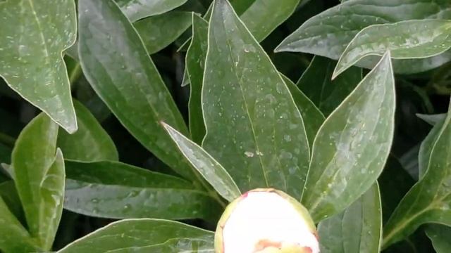 #чтобы_пионы_пышно_цвели#крупные_цветы#пион_цветет Чтобы пионы пышно цвели!Любимые цветы!.mp4