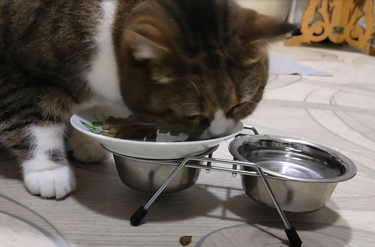 Кот ест АСРМ. Британский кот.