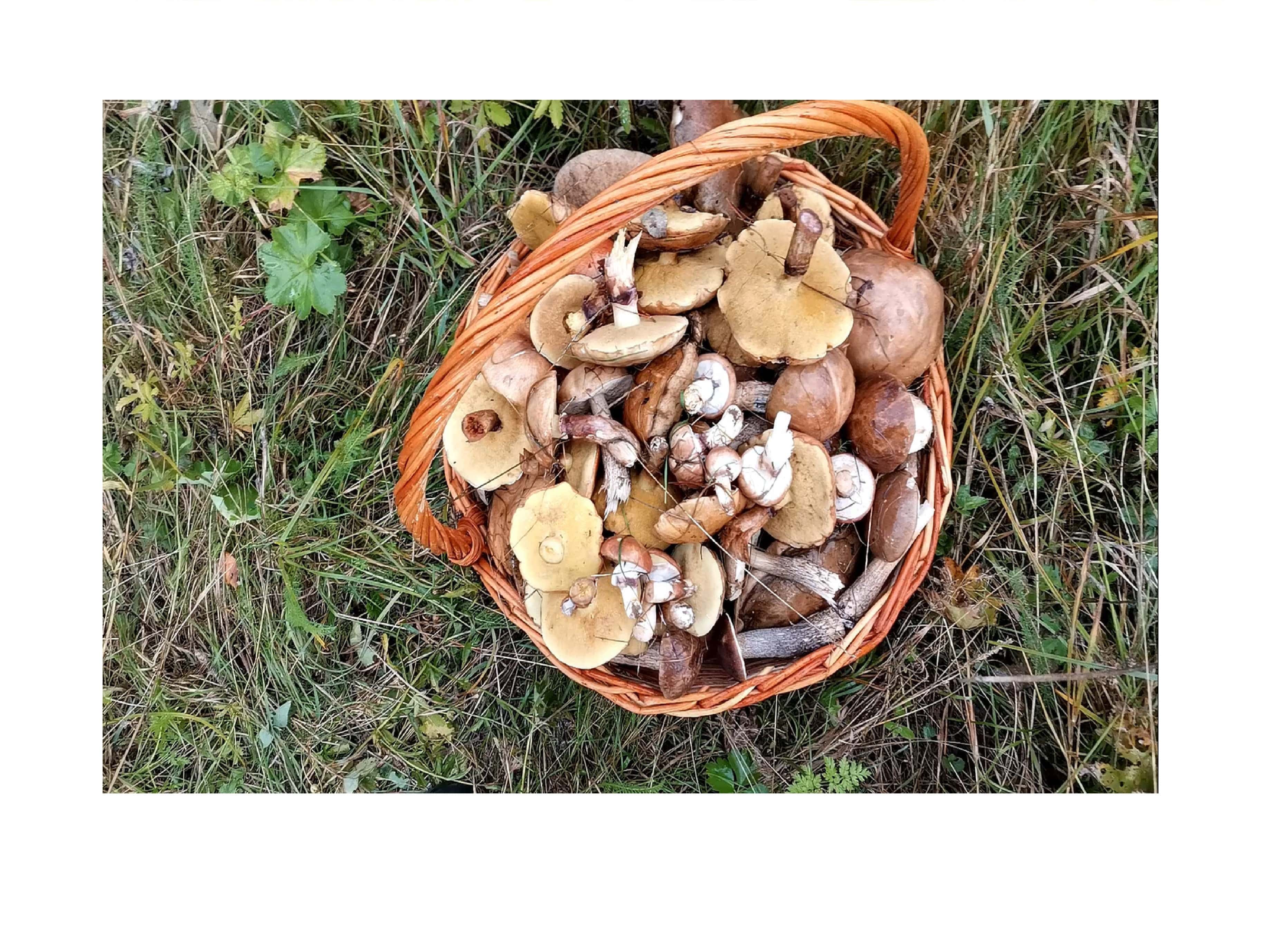 Собираем грибы, тихая охота.  Радость грибника.  Осенний лес.