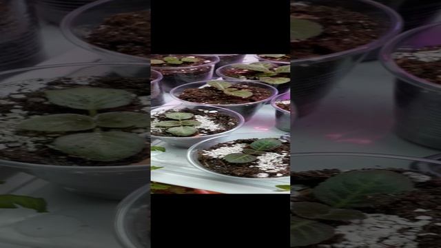 глоксинии из семян! хорошие ребятишки выросли ??