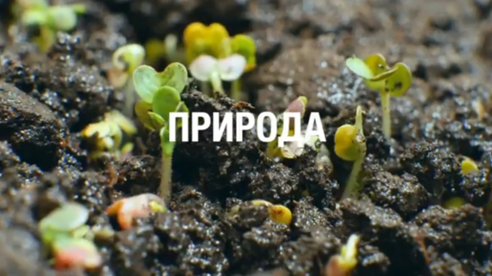 Bionovatic — создано природой, усовершенствовано наукой