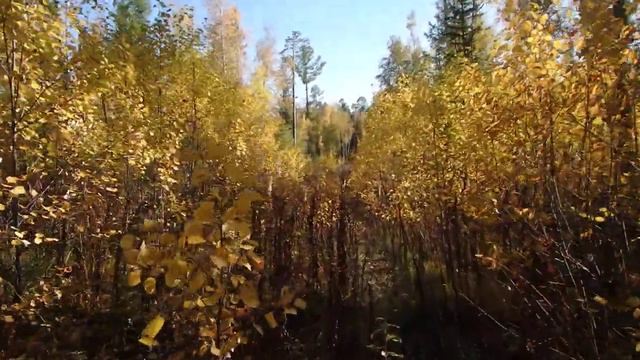 Тайга. Просеки зарастают