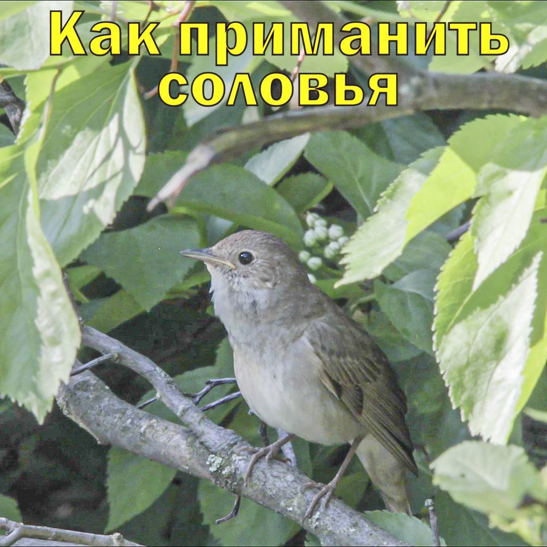 Как приманить соловья.mp4