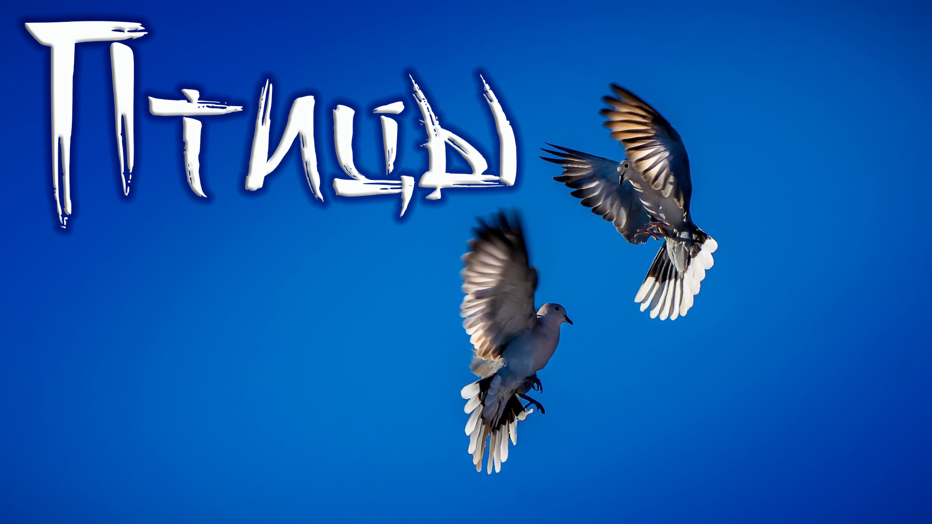 Птицы.
Исполняет Анжелика Вишня. 
Авторы: Татьяна и Игорь Ворона