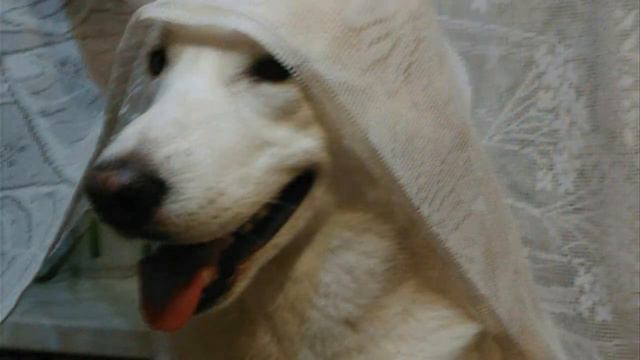 Охотник  сибирская лайка. природа. семья.