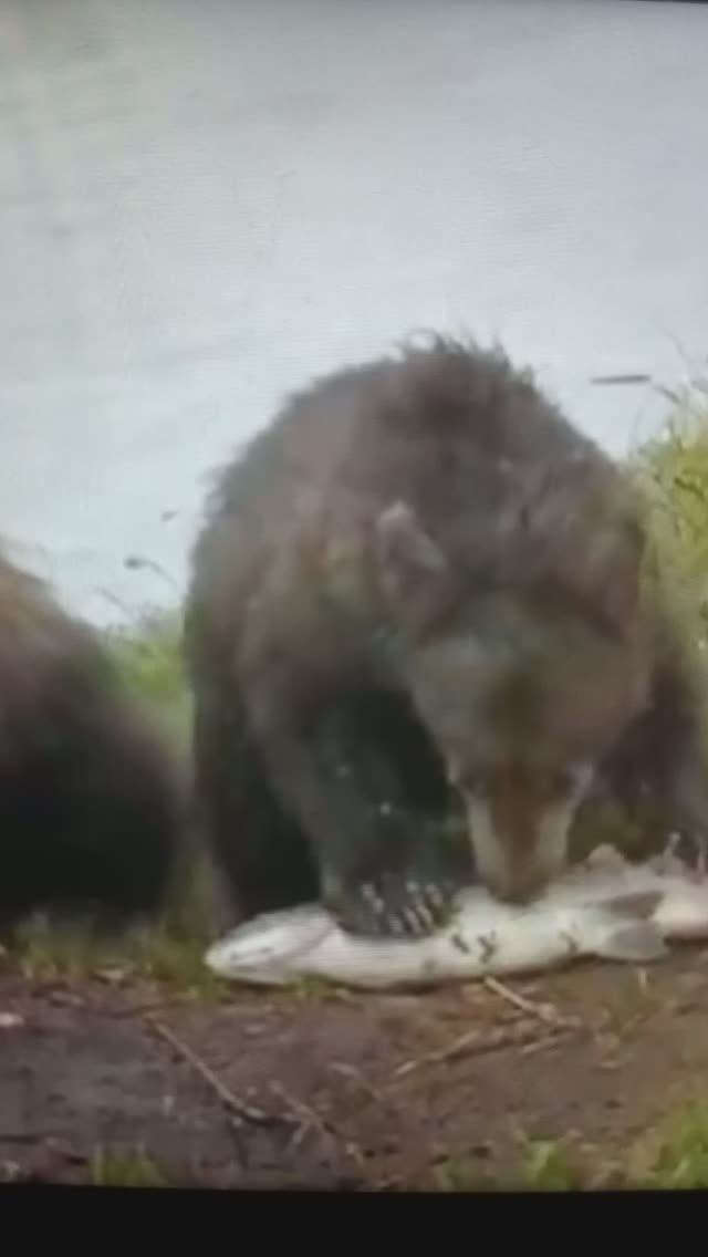 МЕДВЕЖАТА и ГОРИЛЛА#Shorts