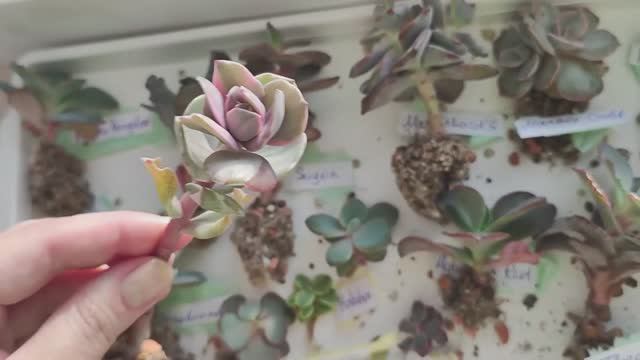 Покупка суккулентов на Авито. Распаковка посылки из Москвы.