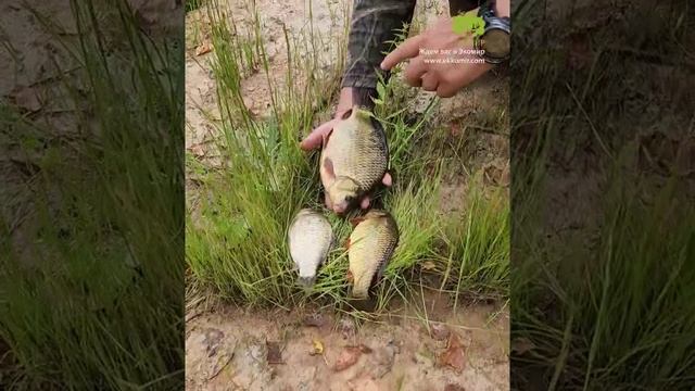 Караси размером с ладонь. #рыбалка