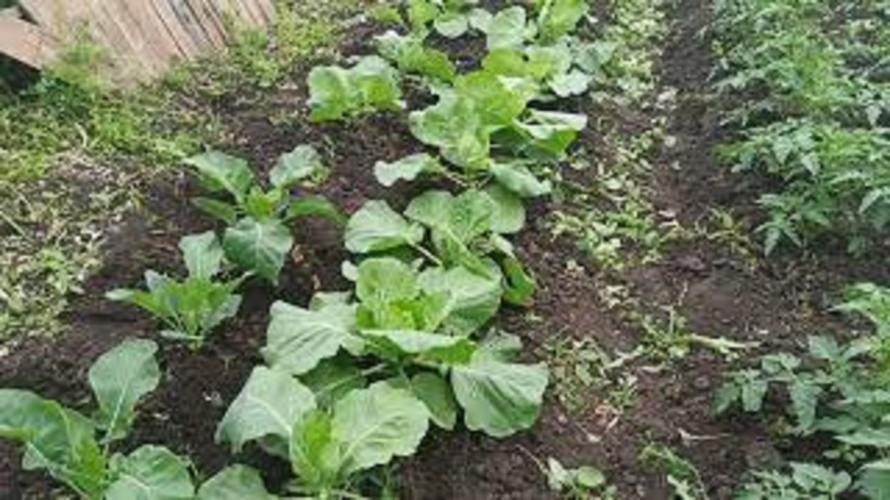 36. ПОДВЯЗАЛА ПОМИДОРЫ / УБИРАЮ ПАСЫНКИ НА ПОМИДОРАХ / ГОРОШЕК