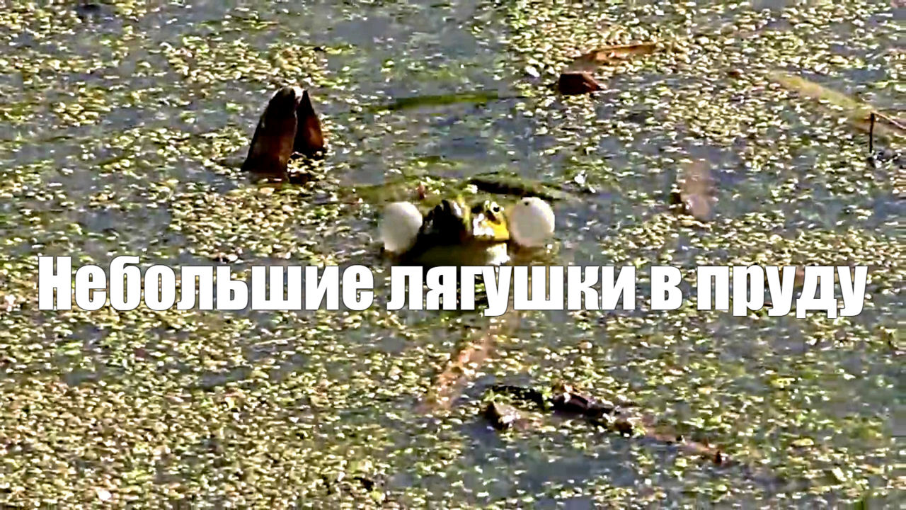 Звук природы.Небольшие лягушки в пруду