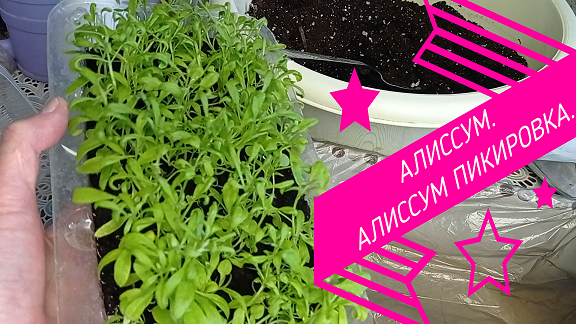 Алиссум пикировка.Как пикировать густую рассаду?#алиссум#алиссумпикировка#алиссумрассада#алиссумвыр