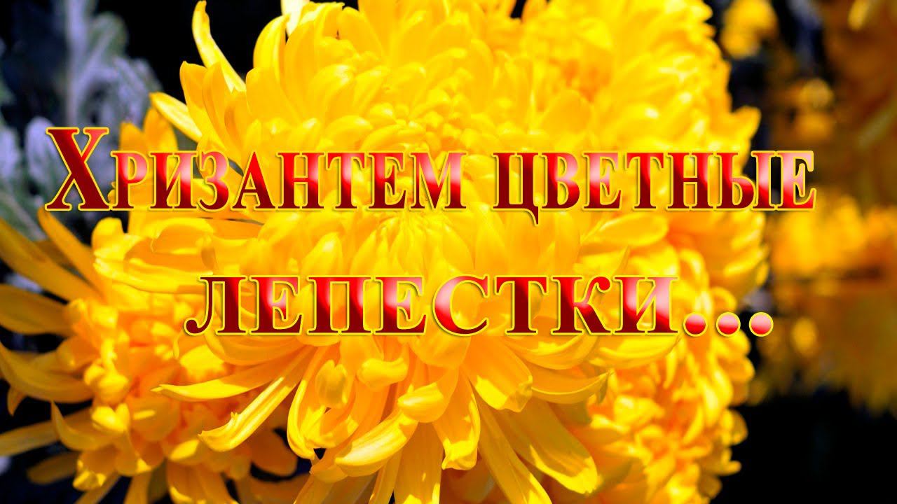 Хризантем цветные лепестки*   Мой сад