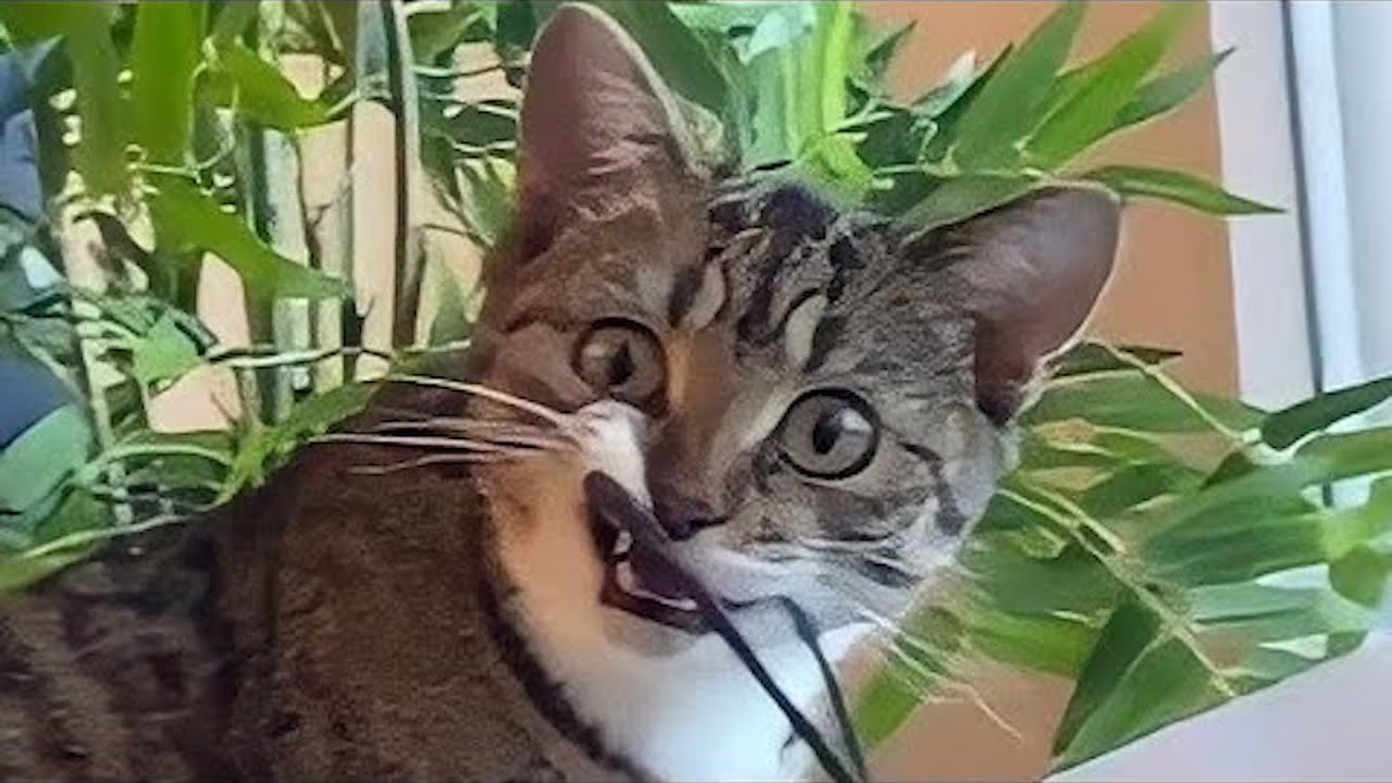 СМЕШНЫЕ ПРИКОЛЫ С ЖИВОТНЫМИ / НОВЫЕ ВИДЕО САМЫЕ УГАРНЫЕ